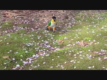 トコトコついてくるインコ