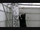 猫の日常18　～くう太偏～