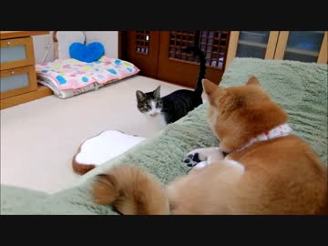 猫ミルキーの食パン配達＆なびく毛