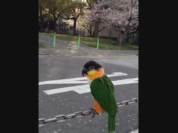 突然大量の花びらが降ってきた時のインコの反応