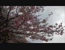 [桜]まだ間に合う海津大崎の桜　滋賀琵琶湖最北端 hanami-cherry blossom2016
