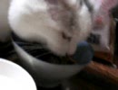 食事中のぬこ