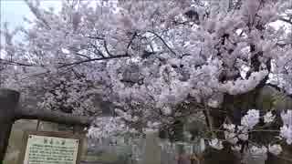 [桜]清水の桜 滋賀県高島市 hanami-cherry blossom 2016 [sakura]