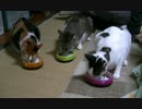 猫の日常19　～大集合偏～