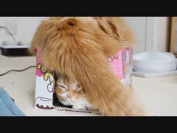 【マンチカンズ】猫に前髪生えた？