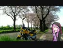 桜リベンジ！海軍道路【結月ゆかり車載】