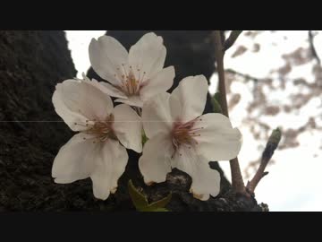 【zig-zag】 Mutant 【ヒップホップ】