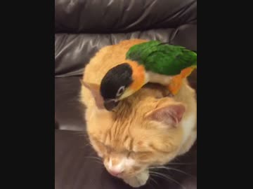 迷惑そうな猫の頭上で遊んだ後ウ○チをして去っていくインコ