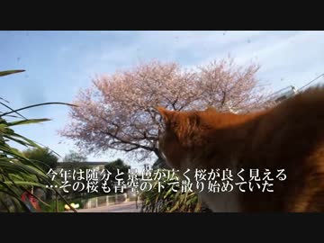 散り行く桜、残された猫