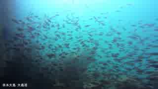 水中カメラ沈めてみた118　串本大島　大島港の綺麗な海！
