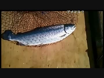 【クックパッド縛り】奇跡のサツキマス釣ったのでおいしく料理【適当】