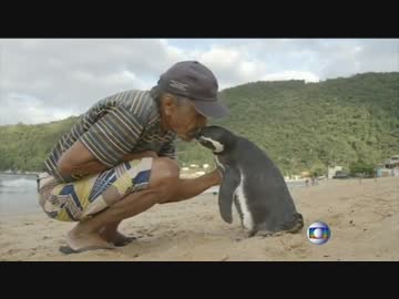 命の恩人に会いに来るペンギン
