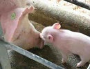 子豚動画を詰め合わせてみた