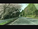 MAZDAターンパイク箱根の桜_1