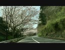 MAZDAターンパイク箱根の桜_2