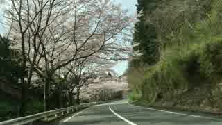 MAZDAターンパイク箱根の桜_2