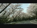 MAZDAターンパイク箱根の桜_3
