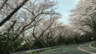 MAZDAターンパイク箱根の桜_3