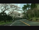 MAZDAターンパイク箱根の桜_4