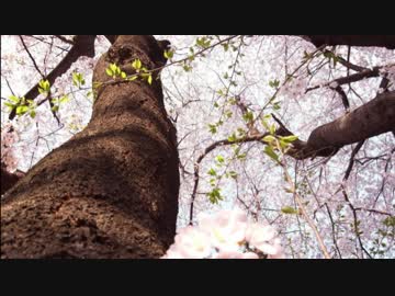 【東方アレンジ】はやい幽雅に咲かせ、墨染の桜