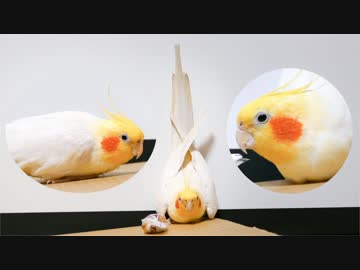 直角になったオカメインコ！