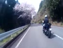 DUCATI_DIAVEL_Dark　ドゥカティ_ディアベル_ダークで走ってみた！花見
