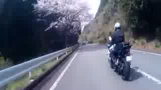 DUCATI_DIAVEL_Dark　ドゥカティ_ディアベル_ダークで走ってみた！花見