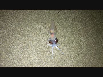 ホタルイカさんからのメッセージ