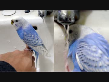 水道水で大人しく遊ぶセキセイインコ！