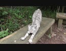 田代島の猫