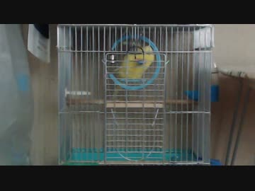 (*ﾟ∋ﾟ)カナリアの真似と咳をするセキセイインコ(ﾟ∈ﾟ*)