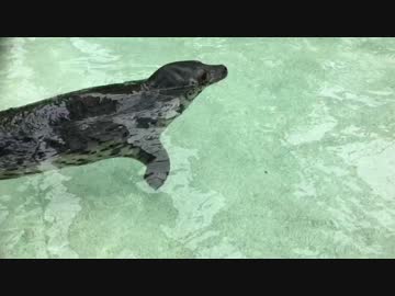アザラシ君www