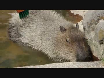 急にスッと立ち上がるカピバラ