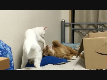 保護猫兄弟、新参保護猫に教育を試みる