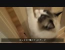レオとしじみの新生活 Vol.22 　門番レオVS侵入猫しじみ