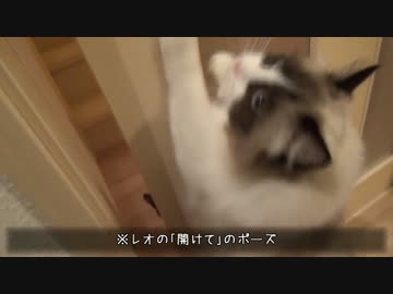 レオとしじみの新生活 Vol.22 　門番レオVS侵入猫しじみ