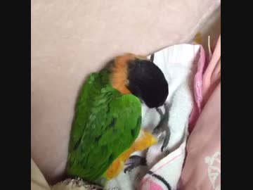 寝てないアピールするも睡魔に負けるインコ