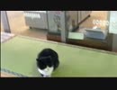 西武秩父駅のジト目ねこ