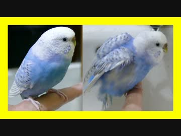 水道水で普通に遊ぶセキセイインコ！