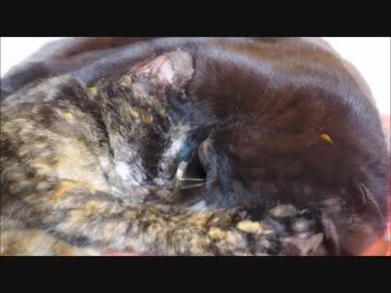 【勾玉ネコ】