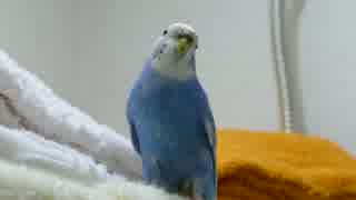 セキセイインコを下から撮るだけの動画ｗ