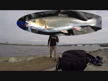 【電車で釣行】初心者シーバス編Part3【Bose】