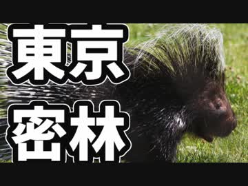 東京で弱肉強食トーキョージャングル実況プレイ【20】