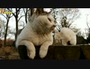 仲の良い親子猫