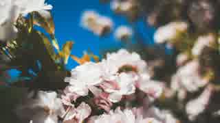 『桜の森』　こっそり弾いて歌ってみました。
