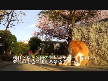 猫とお花見2016