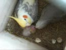 オカメインコの子育て