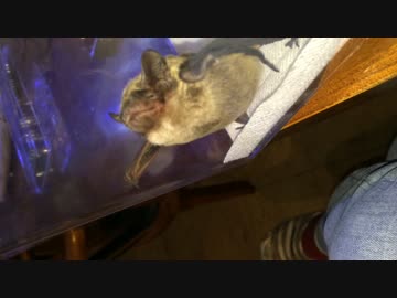 コウモリのしむあき。メス
