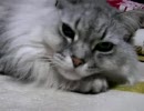 ねこ