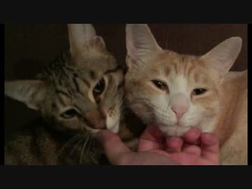 猫たちとピロートークしてみた